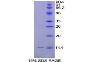 SDS-PAGE analysis of Chicken Inhibin beta B Protein. (INHBB Protéine)