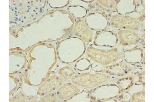 Immunohistochemistry of paraffin-embedded human kidney tissue using ABIN7173390 at dilution of 1:100 (TGS1 anticorps  (AA 713-853))