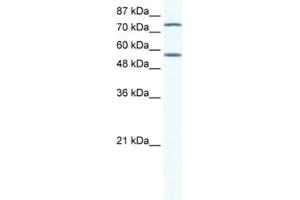 Western Blotting (WB) image for anti-Interferon Regulatory Factor 4 (IRF4) antibody (ABIN2460532) (IRF4 anticorps)