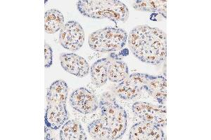 Immunohistochemical analysis of paraffin-embedded human placenta tissue using A performed on the Leica® BOND RXm. (EHD2 anticorps  (C-Term))