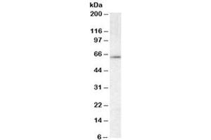 Western blot testing of mouse testis lysate with CCT3 antibody at 0. (CCT3 anticorps)