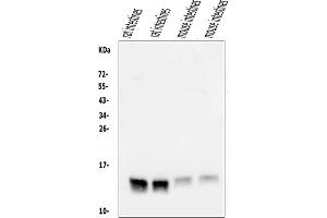 Western blot analysis of FABP6 using anti-FABP6 antibody (ABIN7598974).