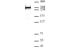 BAZ2A antibody (pAb) tested by Western blot. (BAZ2A anticorps  (N-Term))