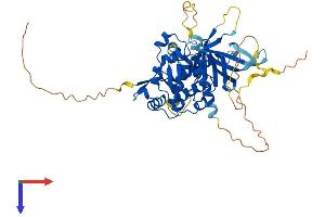 AlphaFold protein structure predicition of Human Recombinant FRMD8 Protein, UniprotID Q9BZ67