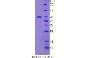 SDS-PAGE of Protein Standard from the Kit  (Highly purified E.