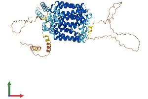 AlphaFold protein structure predicition of Human Recombinant SLC2A12 Protein, UniprotID Q8TD20