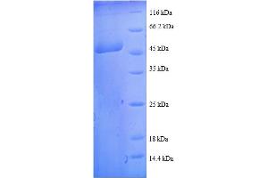 SDS-PAGE (SDS) image for Peptidoglycan Recognition Protein 2 (PGLYRP2) (AA 2-201) protein (GST tag) (ABIN5712087)