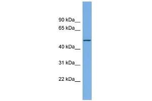WB Suggested Anti-LIPI Antibody Titration:  0. (Lipase I anticorps  (Middle Region))