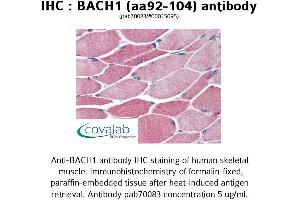 Image no. 1 for anti-BTB and CNC Homology 1, Basic Leucine Zipper Transcription Factor 1 (BACH1) (AA 92-104) antibody (ABIN1732181) (BACH1 anticorps  (AA 92-104))