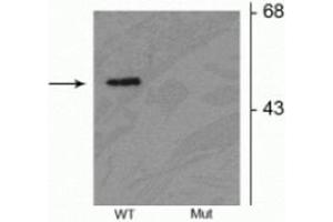 Western blot of HEK293 cells transfected with Parkin wild type (WT) and Parkin S378 mutant(Mut) showing the specific immunolabeling of the ~52 kDa parkin protein phosphorylated at Ser378. (Parkin anticorps  (pSer378))