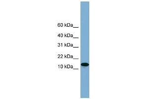 WB Suggested Anti-H2AFX Antibody Titration: 0. (H2AFX anticorps  (Middle Region))