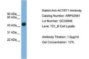 WB Suggested Anti-ACTRT1  Antibody Titration: 0. (ACTRT1 anticorps  (Middle Region))