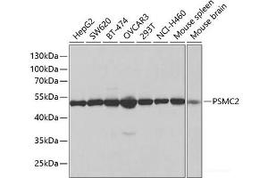 Western blot analysis of extracts of various cell lines using PSMC2 Polyclonal Antibody at dilution of 1:1000.