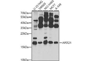 Western blot analysis of extracts of various cell lines, using  antibody (ABIN6132149, ABIN6136987, ABIN6136988 and ABIN6224308) at 1:1000 dilution. (APITD1 anticorps  (AA 1-138))
