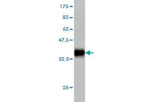 Western Blot detection against Immunogen (35.