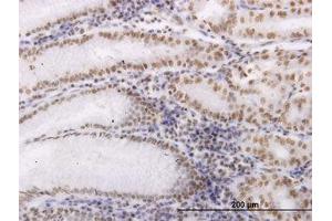 Image no. 1 for anti-Oxidative-Stress Responsive 1 (OXSR1) (AA 351-450) antibody (ABIN599104) (OXSR1 anticorps  (AA 351-450))