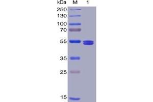 Human GITR Ligand Protein, mFc-His Tag on SDS-PAGE under reducing condition. (TNFSF18 Protein (mFc-His Tag))