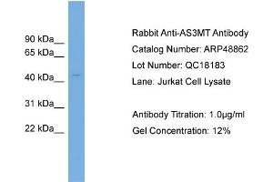 WB Suggested Anti-AS3MT  Antibody Titration: 0. (AS3MT anticorps  (Middle Region))