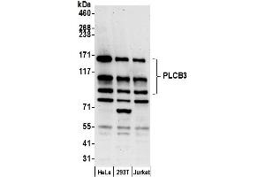 Western Blotting (WB) image for anti-phospholipase C, beta 3 (Phosphatidylinositol-Specific) (PLCB3) (AA 525-575) antibody (ABIN7450571)