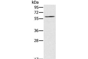 Western Blot analysis of NIH/3T3 cell using RELB Polyclonal Antibody at dilution of 1:200 (RELB anticorps)