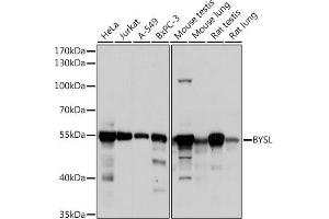 Western blot analysis of extracts of various cell lines, using BYSL antibody (ABIN6129546, ABIN6137672, ABIN6137674 and ABIN6215553) at 1:1000 dilution.