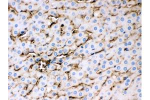 Apolipoprotein E was detected in paraffin-embedded sections of rat liver tissues using rabbit anti- Apolipoprotein E Antigen Affinity purified polyclonal antibody (Catalog # ) at 1 µg/mL.