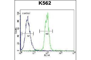 Flow cytometric analysis of K562 cells (right histogram) compared to a negative control cell (left histogram). (TCF21 anticorps  (C-Term))