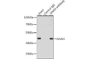 Immunoprecipitation analysis of 200 μg extracts of MCF-7 cells, using 3 μg GN antibody (ABIN6132024, ABIN6141204, ABIN6141206 and ABIN7101418).