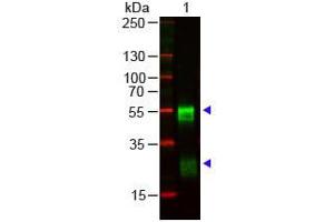 Western Blot of Goat anti-RABBIT IgG (H&L) Antibody Pre-adsorbed. (Chèvre anti-Lapin IgG (Heavy & Light Chain) Anticorps)