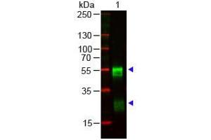 Western Blot of Goat anti-RABBIT IgG (H&L) Antibody Pre-adsorbed. (Chèvre anti-Lapin IgG (Heavy & Light Chain) Anticorps - Preadsorbed)