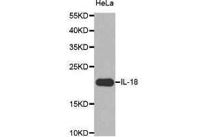 Western Blotting (WB) image for anti-Interleukin 18 (IL18) (AA 37-193) antibody (ABIN3021465) (IL-18 anticorps  (AA 37-193))