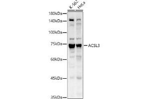 Western blot analysis of extracts of various cell lines, using  antibody (ABIN6129863, ABIN6136456, ABIN6136457 and ABIN6215371) at 1:1530 dilution. (Acsl3 anticorps  (AA 42-300))