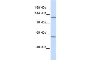 PHF12 antibody used at 0.