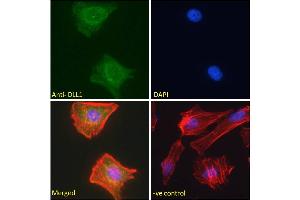 ABIN361190 Immunofluorescence analysis of paraformaldehyde fixed HeLa cells, permeabilized with 0. (DLL1 anticorps  (Internal Region))
