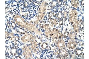 GPR161 antibody was used for immunohistochemistry at a concentration of 4-8 ug/ml to stain Epithelial cells of renal tubule (arrows) in Human Kidney. (GPR161 anticorps  (N-Term))