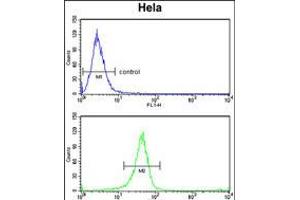 Flow cytometry analysis of Hela cells (bottom histogram) compared to a negative control cell (top histogram). (Tetraspanin 6 anticorps  (C-Term))