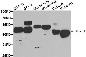 Western blot analysis of extracts of various cell lines, using CYP2F1 antibody (ABIN5974739) at 1/1000 dilution. (CYP2F1 anticorps)