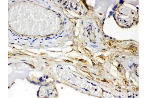 FGF1 was detected in paraffin-embedded sections of human placenta tissues using rabbit anti- FGF1 Antigen Affinity purified polyclonal antibody (Catalog # ) at 1 µg/mL.