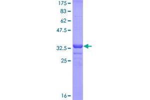 Image no. 1 for Intestinal Alkaline Phosphatase (ALPI) (AA 74-162) protein (GST tag) (ABIN1344929)
