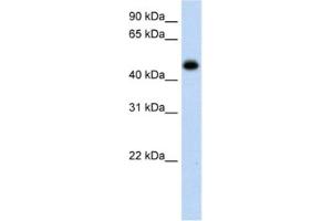 Western Blotting (WB) image for anti-Hydroxyacid Oxidase (Glycolate Oxidase) 1 (HAO1) antibody (ABIN2462589) (HAO1 anticorps)