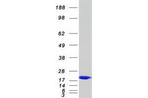 Validation with Western Blot