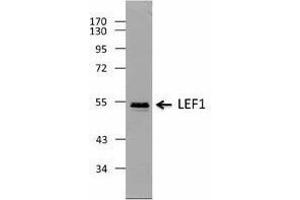 Western Blotting (WB) image for anti-Lymphoid Enhancer-Binding Factor 1 (LEF1) antibody (ABIN2666400) (LEF1 anticorps)