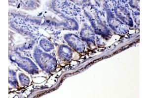 IHC testing of FFPE mouse small intestine tissue with Periostin antibody at 1ug/ml. (Periostin anticorps)