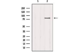 Western blot analysis of extracts from COS-7, using SCARF1 Antibody.