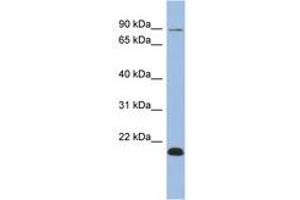 Image no. 1 for anti-Transcription Elongation Factor B Polypeptide 3B (Elongin A2) (TCEB3B) (AA 287-336) antibody (ABIN6742625) (TCEB3B anticorps  (AA 287-336))