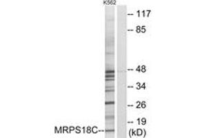 Western Blotting (WB) image for anti-Mitochondrial Ribosomal Protein S18C (MRPS18C) (AA 71-120) antibody (ABIN2890042) (MRPS18C anticorps  (AA 71-120))
