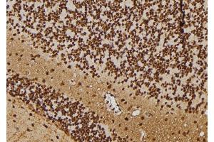 ABIN6277694 at 1/100 staining Rat brain tissue by IHC-P. (RBPJ anticorps  (C-Term))