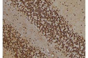 anti-WD Repeat Domain 5 (WDR5) (N-Term) antibody