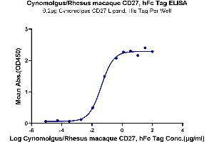 Immobilized Cynomolgus CD27 Ligand, His Tag at 2 μg/mL (100 μL/well) on the plate.