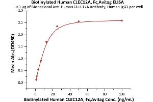 Immobilized Monoclonal A CLEC12A Antibody, Human IgG1 at 1 μg/mL (100 μL/well) can bind Biotinylated Human CLEC12A, Fc,Avitag (ABIN6973030) with a linear range of 0. (CLEC12A Protein (AA 65-265) (AVI tag,Fc Tag,Biotin))